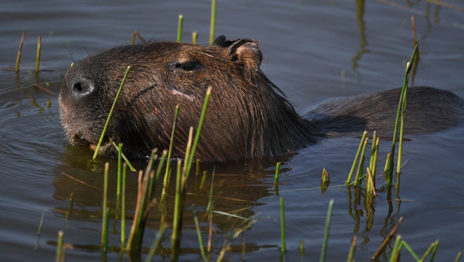 A capybara on the course in preparation for the golf competition in the Rio  Summer Olympic Games at Olympic Gold Course.
