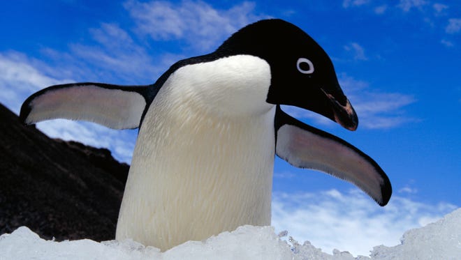 This is an Adlie penguin at Brown Bluff, which is located on the Tabarin Peninsula of northern Antarctica. Antarctica has more than 12 million.
