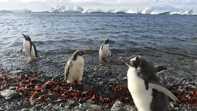 Gentoo penguins in Cuverville Island, in the western Antarctic peninsula March 4, 2016.