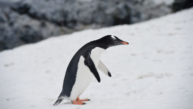 A Gentoo penguin (Pygoscelis Papua) in Orne Harbour in the western Antarctic peninsula, March 5, 2016.