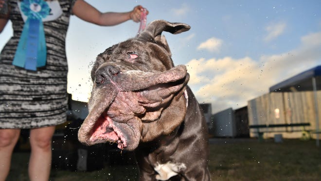 Martha, a Neapolitan Mastiff, shakes water off her head after winning this year's World's Ugliest Dog Competition in Petaluma, California on June 23, 2017. The winner of the competition is awarded $1,500, a trophy, and is flown to New York for media appearances.