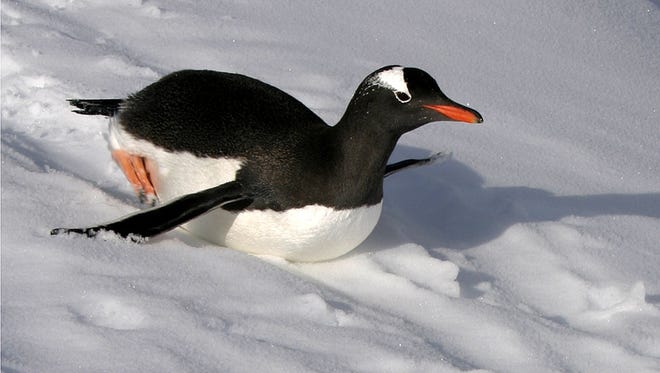 This  gentoo penguin slides down the snow.