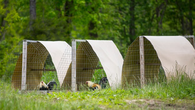 May 17, 2016: Chickens are seen Tuesday near the spot where Frankie Rhoden and his fianc Hannah Gilley's mobile hime sat. Their mobile home, where the couple was shot and killed, was seized by the Pike County Sheriff and the Ohio Bureau of Criminal Investigations. The Ohio Attorney General's office has said that evidence of cockfighting was found on the property.

After more than three weeks of gathering evidence in the April 22 killings that left seven family members and a fiancee dead, authorities have released the Rhoden properties on Union Hill and Union roads to surviving relatives.

Authorities released the property back to the families late Monday, said Dan Tierney, spokesman for the Ohio Attorney GeneralÕs office.