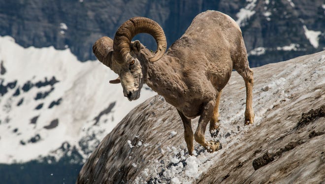 The amazing scenery of Glacier National Park is only half of the visitor experience. Seeing majestic wildlife like this bighorn sheep will help you realize why this place is so special.