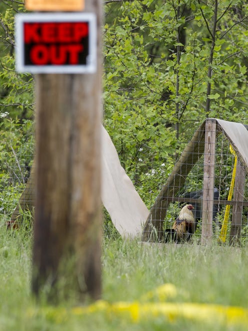 May 17, 2016: Chickens are seen Tuesday near the spot where Frankie Rhoden and his fiancee Hannah Gilley's mobile home sat. The Ohio Attorney General's office has said that evidence of cockfighting was found on the property.