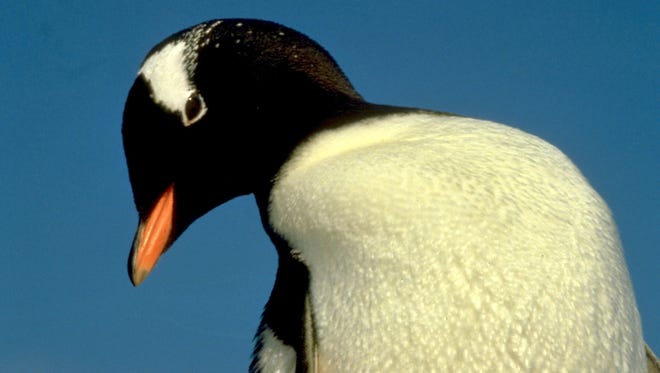 A Gentoo penguin.