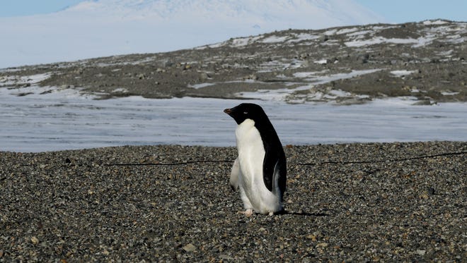 An Adelie penguin at the New Harbor research station near McMurdo Station in Antarctica. Nov. 11, 2016.