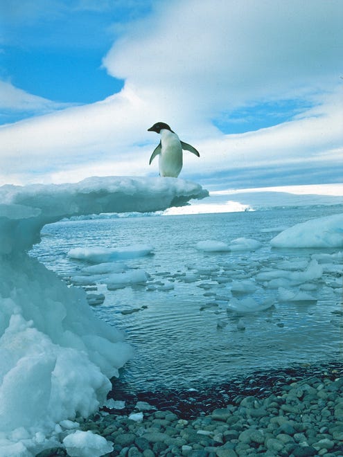 An Adlie penguin on ice.