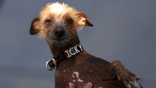 A mixed breed dog named Icky looks on during the 2017 World's Ugliest Dog contest at the Sonoma-Marin Fair on June 23, 2017 in Petaluma.