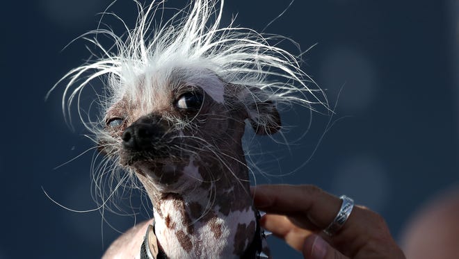 A Chinese Crested dog named Rascal looks on during the 2017 World's Ugliest Dog contest at the Sonoma-Marin Fair on June 23, 2017 in Petaluma.