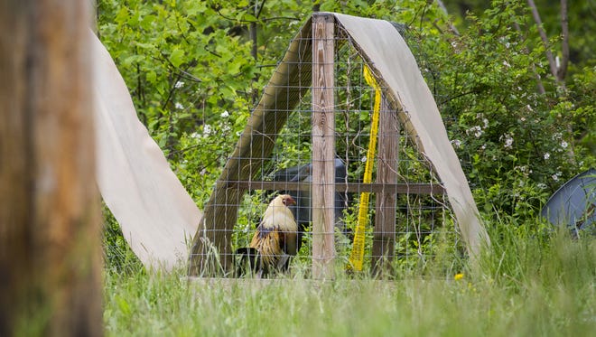 May 17, 2016: Chickens are seen Tuesday near the spot where Frankie Rhoden and his fiancee Hannah Gilley's mobile home sat. The Ohio Attorney General's office has said that evidence of cockfighting was found on the property.