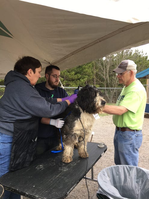 Seventy-four dogs were removed from a hoarding situation Wednesday in Wood County.