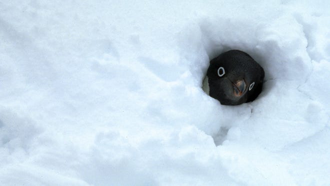 An incubating Adlie peering through snow.
