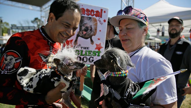 Rascal, left, a Chinese Crest, held by Dane Andrew of Sunnyvale, Calif., meets Chase, right, a Chinese Crested Harke, held by Storm Shayler, right, of Britain, before the start of the World's Ugliest Dog Contest at the Sonoma-Marin Fair Friday, June 23, 2017, in Petaluma, Calif.