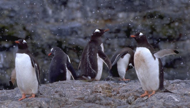 Five gentoo penguins waddle as snow falls on Cuverville Island in the Antarctic Peninsula.