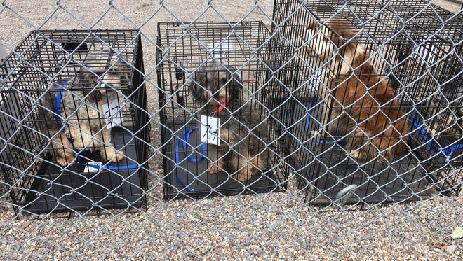 Seventy-four dogs were removed from a hoarding situation Wednesday in Wood County.