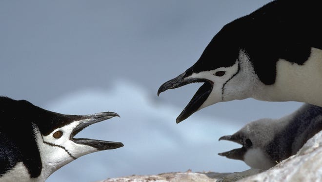 2 quarreling chinstrap penguins.