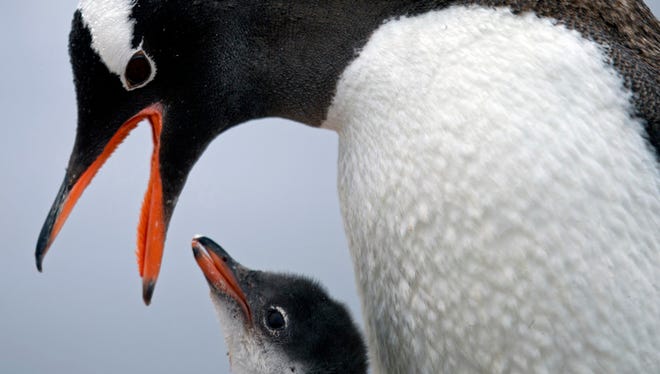 A gentoo penguin feeds its baby at Station Bernardo O'Higgins in Antarctica, Jan. 22, 2015.