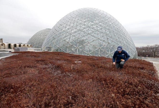 Mitchell Park Domes conservatory educator Paula Zamiatowski checks growth on a green roof. The plants and soil on green roofs absorb storm water.