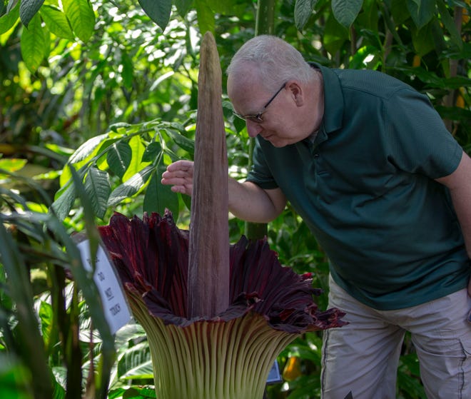 Dave Konieczka gets a strong smell of the newly bloomed corpse flower at the Mitchell Park Domes Horticulture Conservatory in June 2018.