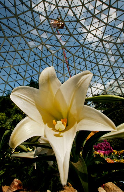 A large Easter lily basks in the sunlight at the Mitchell Park Domes in 2008.